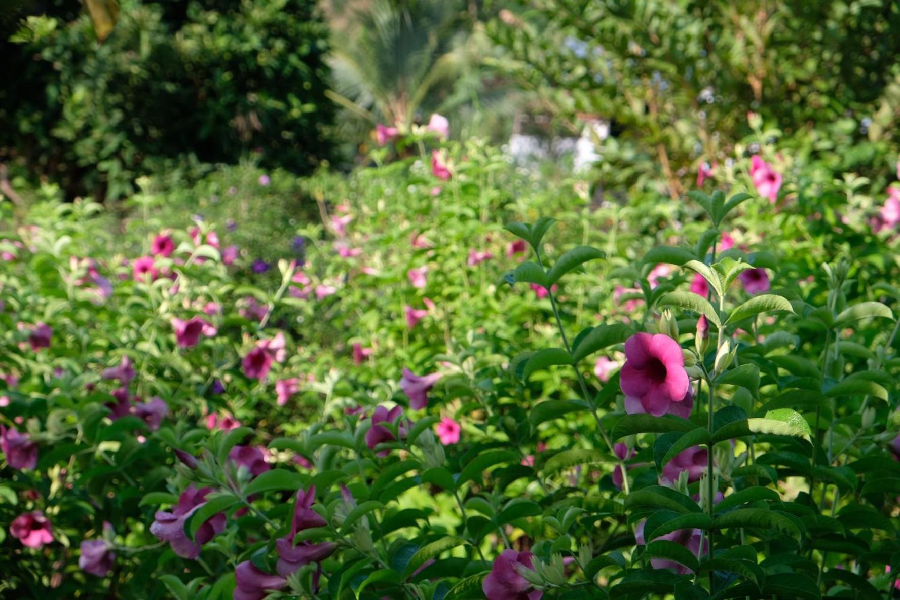 Bungalow - Farmstay Hoa Rung U Minh Ca Mau ภายนอก รูปภาพ